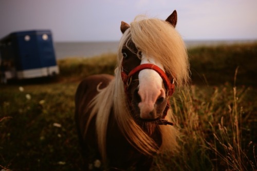 Ghostly pony on the cliffs edge of a cape breton coast