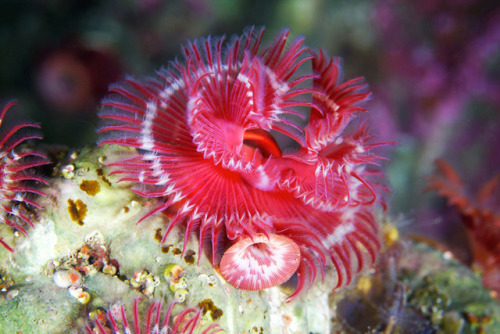 A sneak peek before Wednesday’s 4th of July festivities. This polychaete reminds us of fireworks.