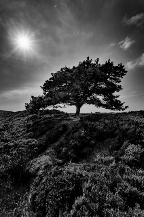 The Only Tree for MilesNorth Pennines Heather Moor. UK.