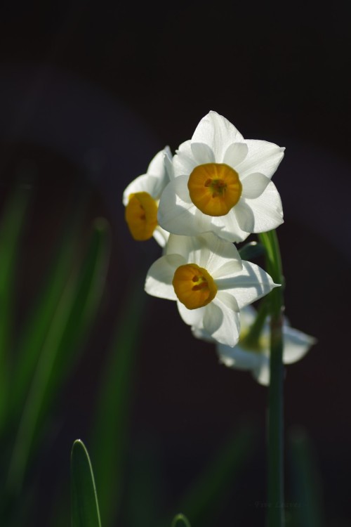 uyamt: 水仙（すいせん） Narcissus (Narcissus tazetta var. chinensis)