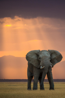 Expressions-Of-Nature:  Dust At The Waterhole 6 By: Pieter Ras