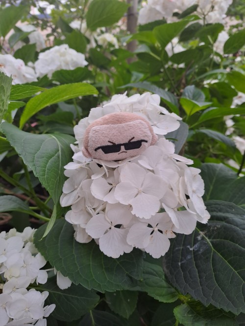 Albert Tsum Enjoying Some Flowers