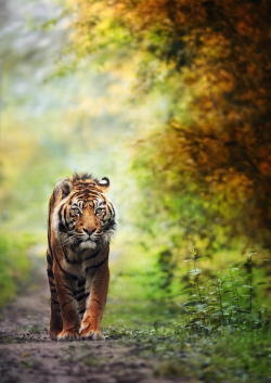 beautiful-wildlife:  Tiger is back … by eric