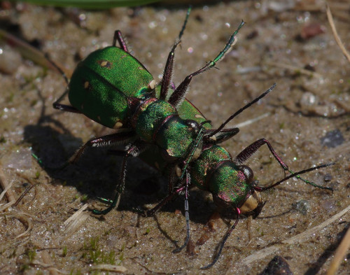 After taking some nice photos of Japanese tiger beetles in Kyoto last year, I&rsquo;ve been keen to 