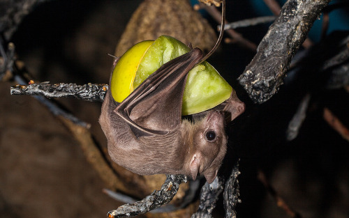 batsjustbats:  “ cling to my sweets " 