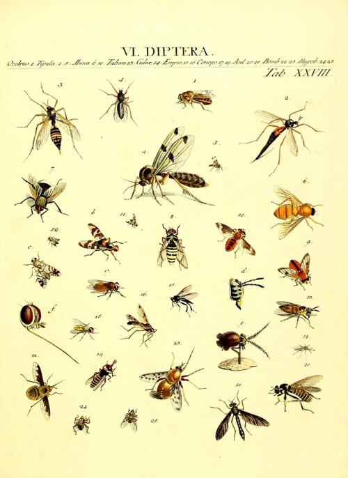 wapiti3:The types of insects Linnaei and Fabrice icons, illustrated by John James Roemer.Publication