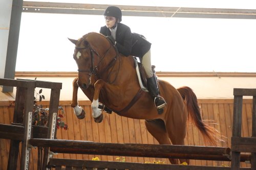 greysnbays:Hamilton Hunt Club @ Iron Horse Equestrian 2014Politically Correct