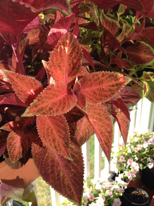 nyackbackyard:Our front porch is so colorful this summer because of the loopback watercontroller Dun