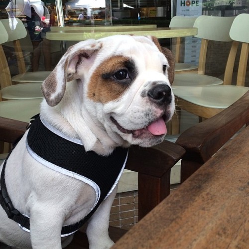 Hawt hawt hawt. Where’s the party at? #waggintails #bulldog #bulldogs #puppy #puppies