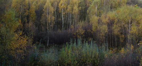 The Silver Birches by Greg Hitchcock www.greghitchcock.co.uk