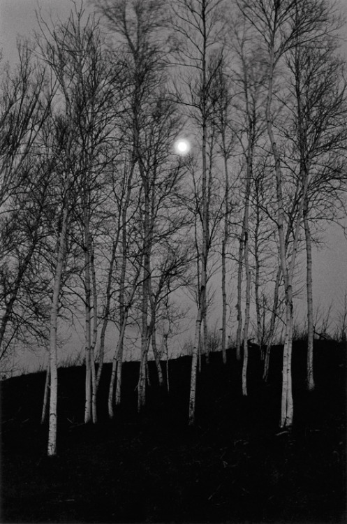 joeinct:Birch Trees by Moonlight, Adirondacks, NY, Photo by George Tice, 1972