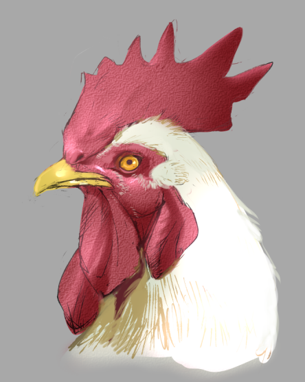 自由人日記 リアルコッコ というのは冗談で普通に普通のの鶏です