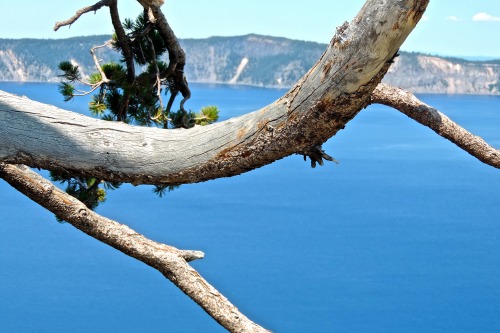 Tree Branch and  Crater Lake, 2014.