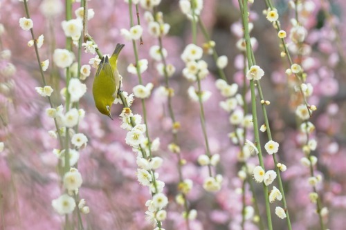 chitaka45: 京都 城南宮 枝垂れ梅&amp;メジロ kyoto jonangu (ume blossom &amp; wild bird)