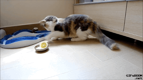 Porn photo gifsboom:  Video: Cat vs. lemon