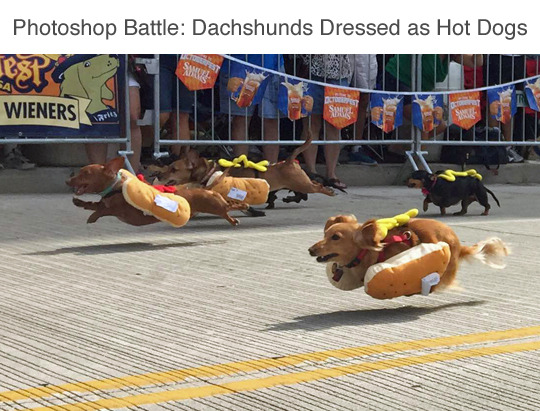 wwinterweb:    PS Battle: Sprinting dachshunds dressed as hot dogs (see 10 more)