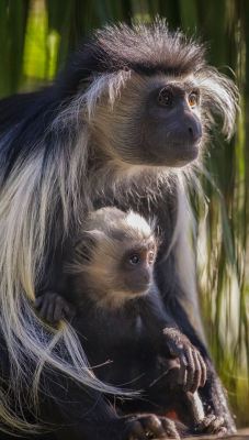 Sdzoo:  Angolan Colobus Monkey And 2-Month-Old Baby. Photo By Darin Sugioka