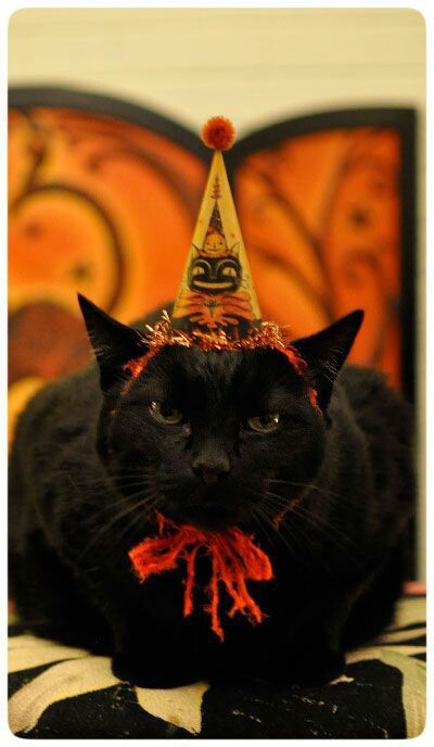 halloweenpictures:Halloween black cat
