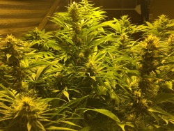 jmon-g-grows-weed:  Flowers starting to come