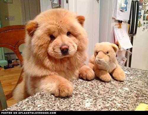 aplacetolovedogs:  Cute Chow Chow, fluffier than the stuffed toy! For more cute dogs