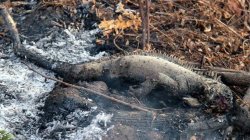 karlrincon:The Amazon Forest  produces more than 80 percentage the world’s oxygen and is home to more than half of the world’s species of plants, animals and insects. It has been burning for 3 weeks and we have just found out about it! The lungs of