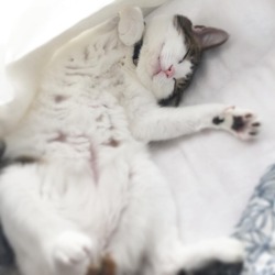 takamiya1212:  お昼寝日和ですだねぇ。  #cat #catsgram #ilovecat #rib #ぬこ #ねこ #猫 #リブhttps://www.instagram.com/p/BpJFoI8HV8d/?utm_source=ig_tumblr_share&amp;igshid=13jeuzwny5ht2