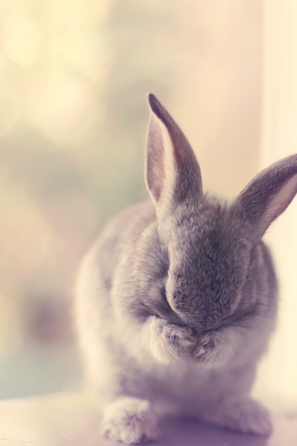 archangvl:  Shy Bunny | Essa al Mazrooei 