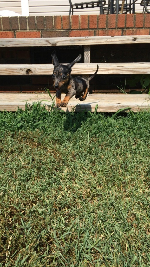 awwww-cute:  My flying dachshund, Elvis 