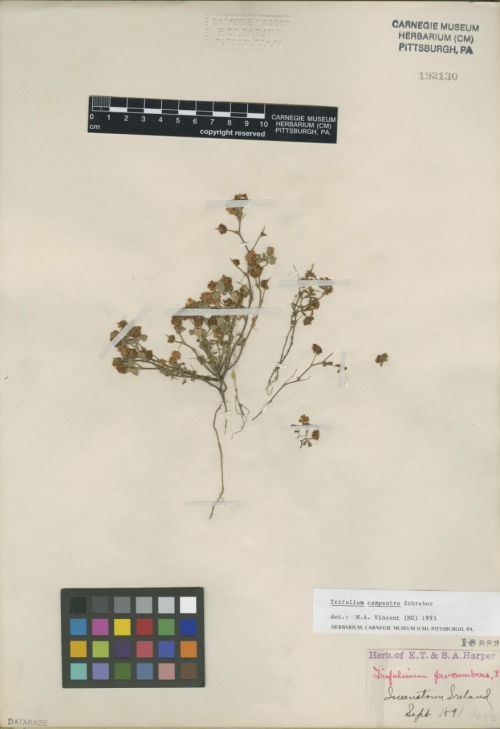 Happy St. Patrick’s Day by Mason Heberling  Collected in Ireland in 1891, this specimen was found by