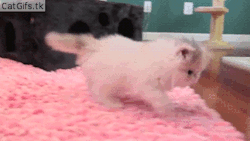 onlycatgifs:  src 