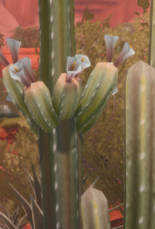 Cacti Appreciation Post