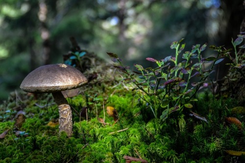 sweetd3lights: By Mjollnir MacAlba