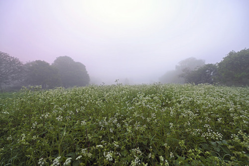 BAREFOOT THROUGH THE FIELD OF FOG by DESPITE STRAIGHT LINES on Flickr.