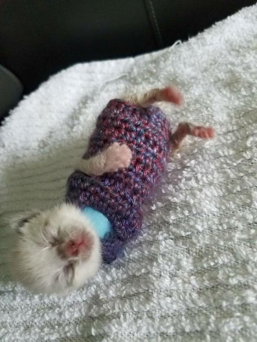 alotteofchar:  nunyabizni:  catsbeaversandducks:  Hand-crocheted sweaters for kittens.  Photos by Or