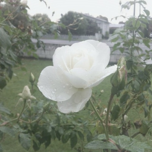 Le Jardin