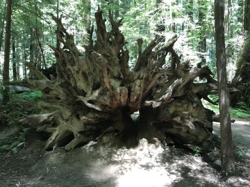 flora-file:Fallen Trees (by flora-file)Redwood Rootballs at Founder’s Grove, Humboldt