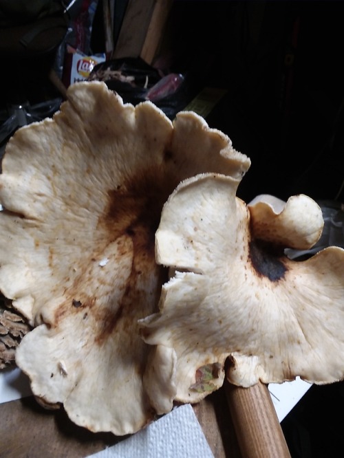 When I first saw him thought they were a dryad saddle but I’ve never seen one with this dark black s