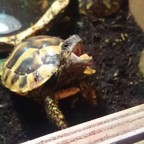 Pepe is hungry! #testudo #herman #hermanni #hermannstortoise #tortoise #tortoisesofinstagram #torts 