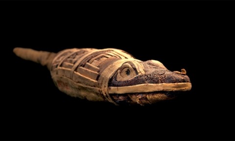 odditiesoflife:  Ancient Animal Mummies Wrapped in linen and carefully laid to rest, animal mummies hold intriguing clues to life and death in ancient Egypt. One hundred years ago, the many thousands of mummified animals that turned up at sacred burial