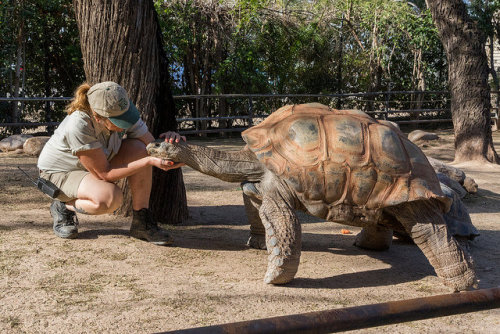 wheremyscalesslither: wheremyscalesslither: This zoo keeper has a very kind heart. She’s one o