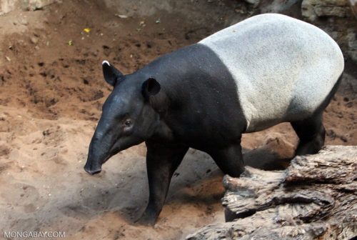 ndiecity:vykodlak:commerson’s dolphin looks like malayan tapir looks like commerson’s dolphin If you