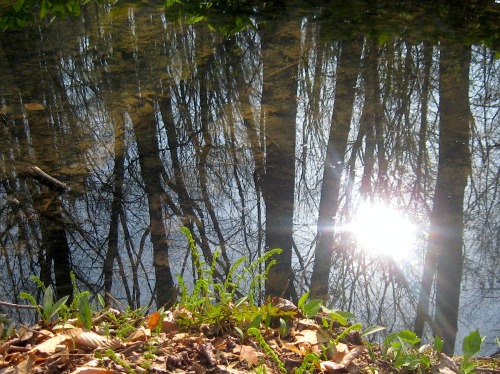 From a walk in the Sobers Run section of Jacobsburg State Park
