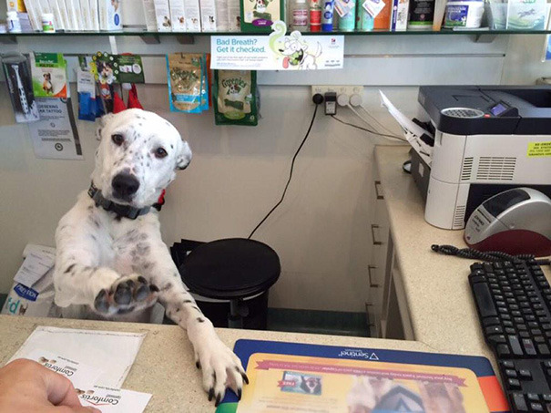 awfullydull:  awesome-picz:    Today Is National Take Your Dog To Work Day.  they