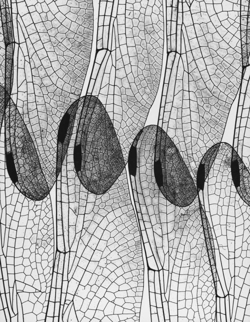 Andreas Feininger, Dragon fly wing (photogram), 1937Dragonfly Wing (photogram), 1937