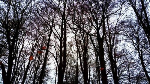 teashoesandhair:  I have no caption, this was just super pretty
