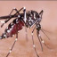 mosquitoequeen
