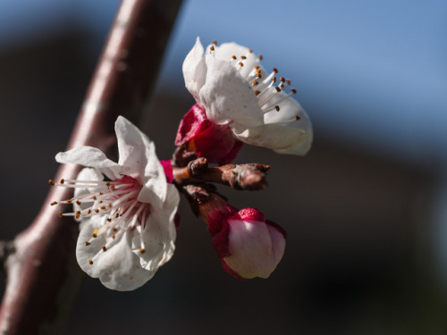 Prime avvisaglie di primavera sull’albicocco.Fine febbraio 2017