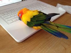 tiredfruit386:  soft bird sleeps on warm laptop