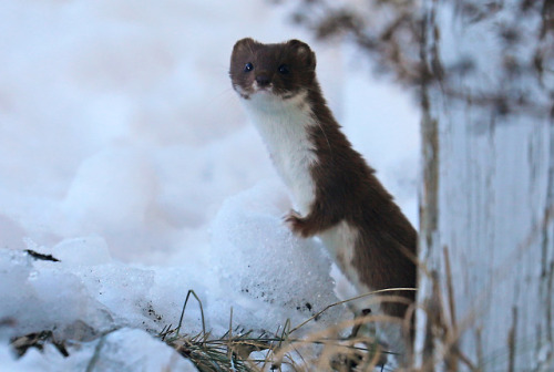 michaelnordeman:This little weasel/vessla lives under our tool shed. He’s less than 20 cm long and h