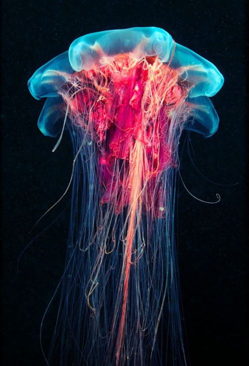 jellyfish